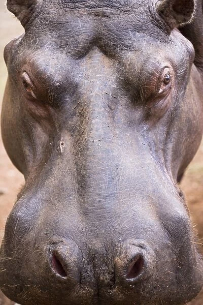 A hippo (Hippopotamus amphibius) in Milwane Game Reserve, Swaziland