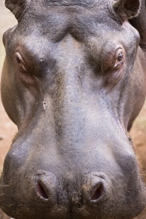 Framed Print : A hippo (Hippopotamus amphibius) in Milwane Game Reserve, Swaziland Framed Print : A hippo (Hippopotamus amphibius) in Milwane Game Reserve, Swaziland