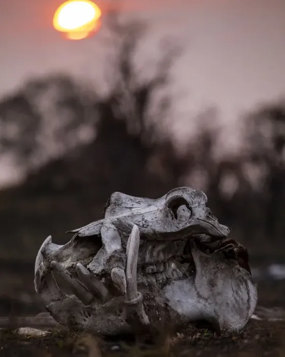 Framed Print : Hippo skull, Moremi Game Reserve, Okavango Delta, Botswana Framed Print : Hippo skull, Moremi Game Reserve, Okavango Delta, Botswana