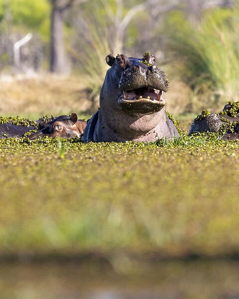 Hippo in weed, Okavango Delta, Botswana