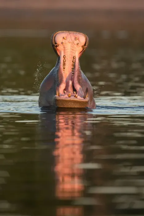 Framed Print : Hippopotamas (Hippopotamus amphibius), Chobe River, Botswana, Africa Framed Print : Hippopotamas (Hippopotamus amphibius), Chobe River, Botswana, Africa
