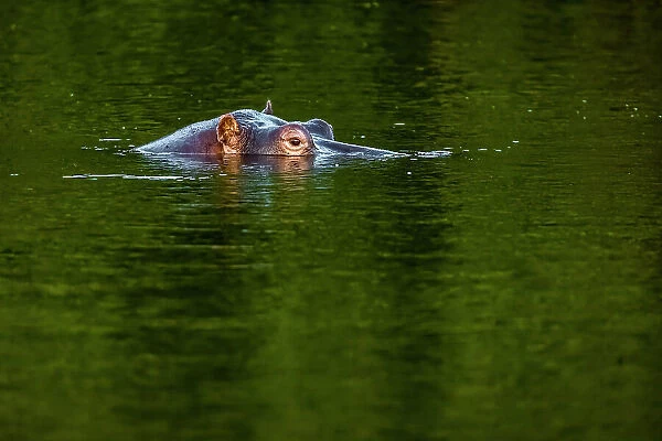 Hippopotamus in Chongwe River, Lower Zambezi National Park, Zambia