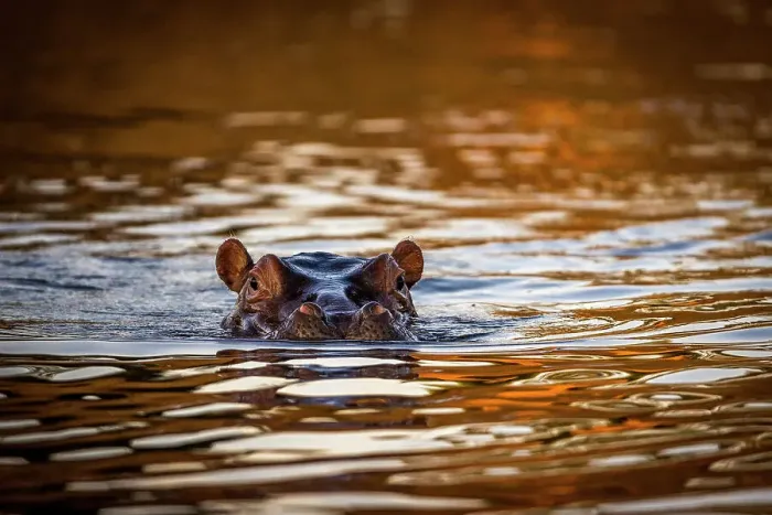 Framed Print : Hippopotamus in Chongwe River at sunset, Lower Zambezi National Park, Zambia Framed Print : Hippopotamus in Chongwe River at sunset, Lower Zambezi National Park, Zambia