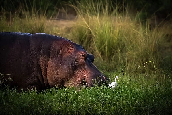 Hippopotamus grazing beside Chongwe River, Lower Zambezi National Park, Zambia