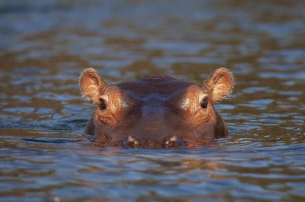 Hippopotamus (hippopotamus amphibius), Lunga River, Kafue National Park, Zambia