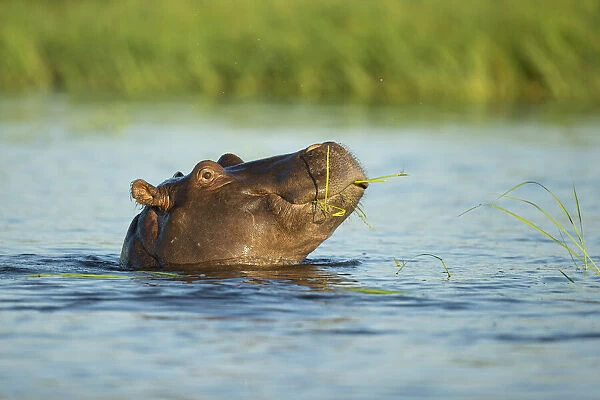 Hippopotamus (Hippopotamus amphibius), feeding, Chobe River, Chobe National Park