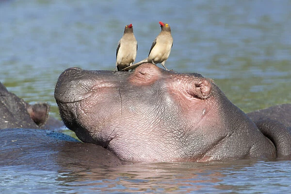 Hippopotamus (Hippopotamus amphibius), Tanzania