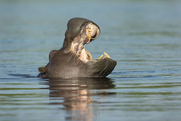 Hippopotamus (Hippopotamus amphibius), yawning, Chobe River, Chobe National Park