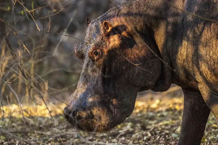 Framed Print : Hippopotamus, South Luangwa National Park, Zambia