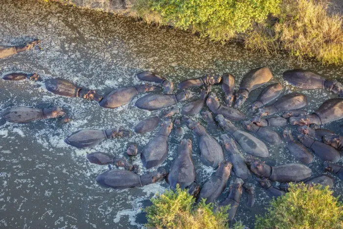 Framed Print : Hippos from above, Serengeti, Serengeti Natioanl Park, Tanzania