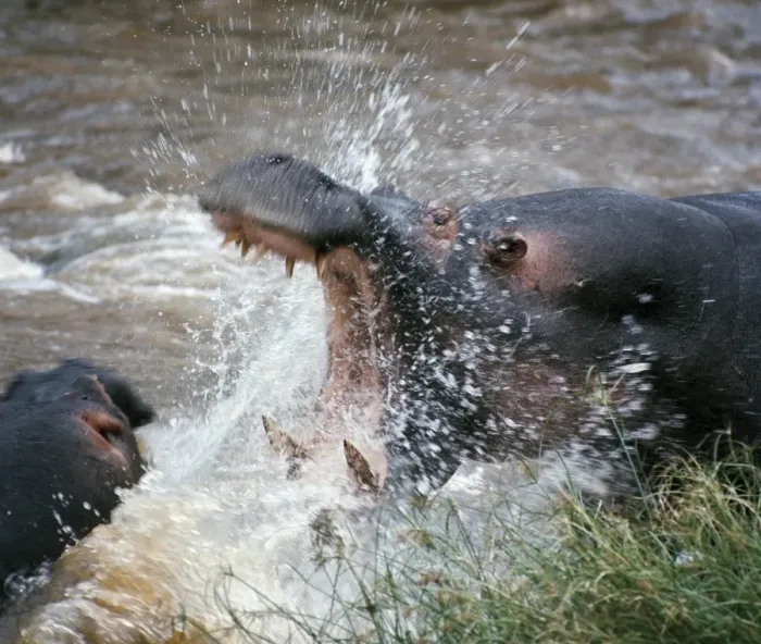 Framed Print : Two hippos fight in the Mara RiverThese vast animals Framed Print : Two hippos fight in the Mara RiverThese vast animals