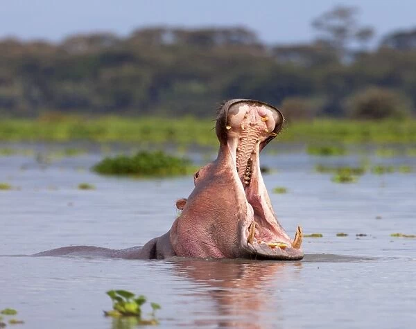 Hippos (Hippopotamus amphibius), Lake Naivasha, Nakuru County, Kenya