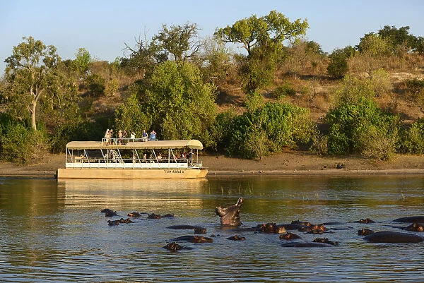 Hippos and tour boat, hippopotamus amphibius, Chobe River, Chobe National Park, near