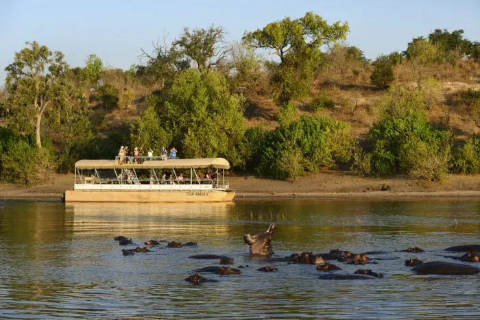 Framed Print : Hippos and tour boat, hippopotamus amphibius, Chobe River, Chobe National Park, near Framed Print : Hippos and tour boat, hippopotamus amphibius, Chobe River, Chobe National Park, near