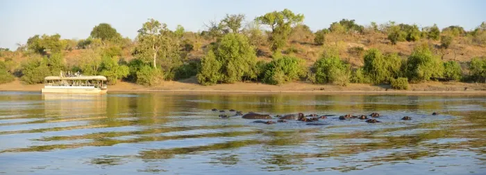 Framed Print : Hippos and tour boat, hippopotamus amphibius, Chobe River, Chobe National Park, near Framed Print : Hippos and tour boat, hippopotamus amphibius, Chobe River, Chobe National Park, near
