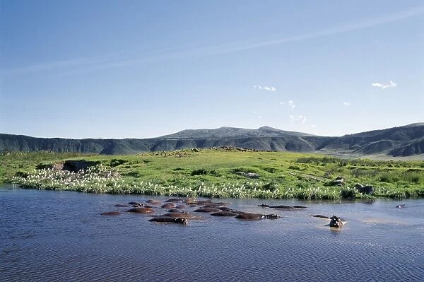 Hippos wallow in a lake in the Ngorongoro Crater