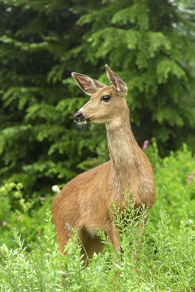 Hirschkuh, Deer (cervidae), Nationalpark Mt. Rainier, North West, Washington State, USA