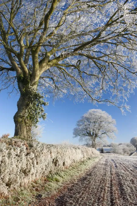 Framed Print : Hoar frosted beech trees in a field hedgerow, Bow, Devon, England. Winter Framed Print : Hoar frosted beech trees in a field hedgerow, Bow, Devon, England. Winter