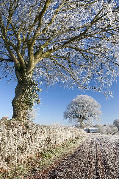 Hoar frosted beech trees in a field hedgerow, Bow, Devon, England. Winter