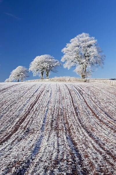 Hoar frosted farmland and trees, Bow, Mid Devon, England. Winter