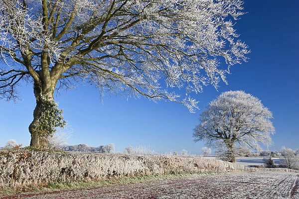 Hoar frosted farmland and trees, Bow, Mid Devon, England. Winter