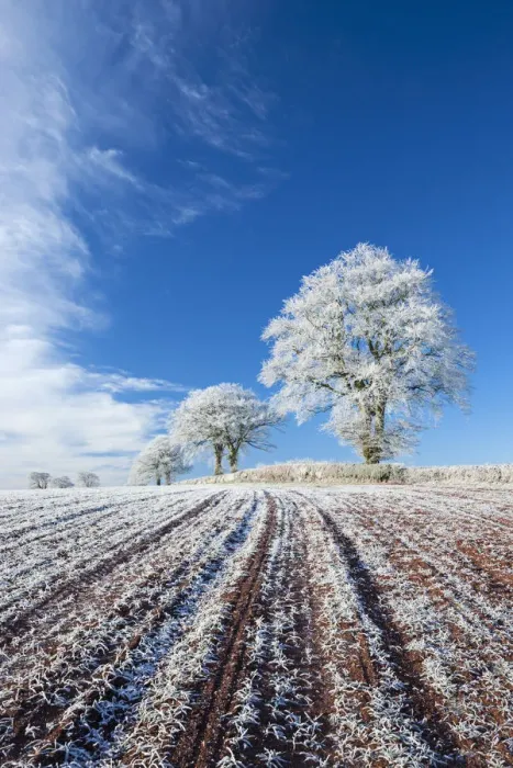 Framed Print : Hoar frosted farmland and trees in winter time, Bow, Mid Devon, England. Winter
