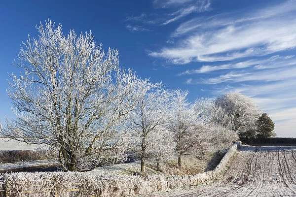 Hoar frosted farmland and trees in winter time, Bow, Mid Devon, England. Winter