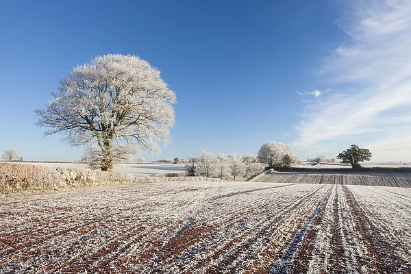 Hoar frosted fields and trees in the heartland of mid-Devon, Bow, Devon, England. Winter