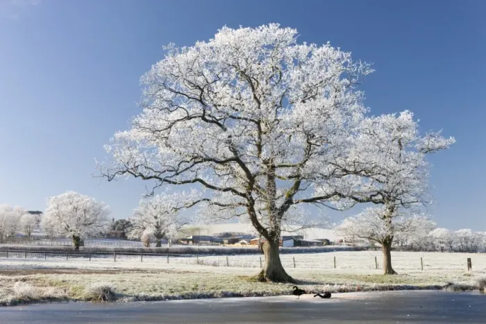 Framed Print : Hoar frosted tree on the banks of a frozen lake, Morchard Road, Devon, England. Winter Framed Print : Hoar frosted tree on the banks of a frozen lake, Morchard Road, Devon, England. Winter
