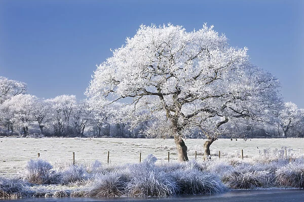 Hoar frosted tree, lake and fields, Morchard Road, Devon, England. Winter