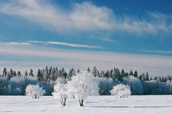 Hoarfrost and clouds Birds Hill Provincial Park, Manitoba, Canada