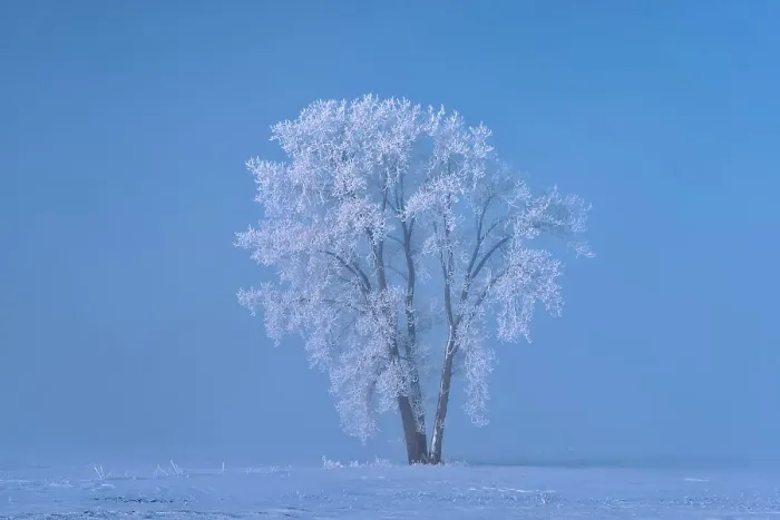 Framed Print : Hoarfrost covered Plains cottonwood tree Dugald, Manitoba, Canada Framed Print : Hoarfrost covered Plains cottonwood tree Dugald, Manitoba, Canada