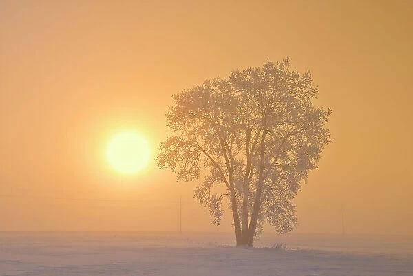 Hoarfrost covered Plains cottonwood tree in fog at sunrise Dugald, Manitoba, Canada