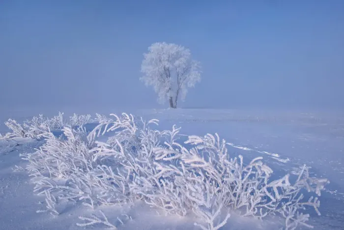 Framed Print : Hoarfrost covered Plains cottonwood tree and remains of canola crop Dugald, Manitoba, Canada