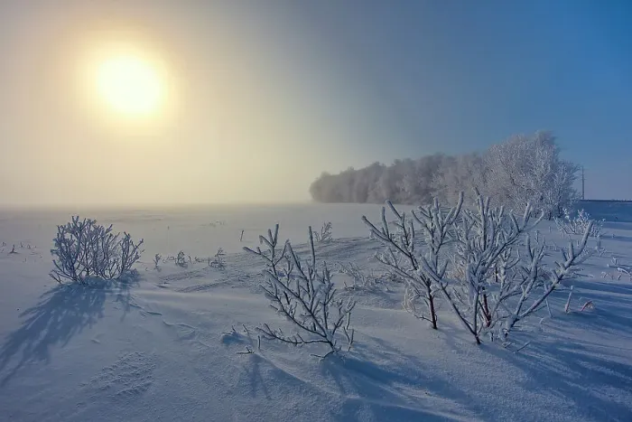 Framed Print : Hoarfrost covered shelterebelt trees and shrubs at sunrise Dugald, Manitoba, Canada Framed Print : Hoarfrost covered shelterebelt trees and shrubs at sunrise Dugald, Manitoba, Canada