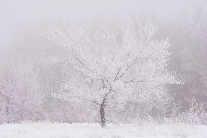 Framed Print : Hoarfrost covered tree. Birds Hill Provincial Park, Manitoba, Canada