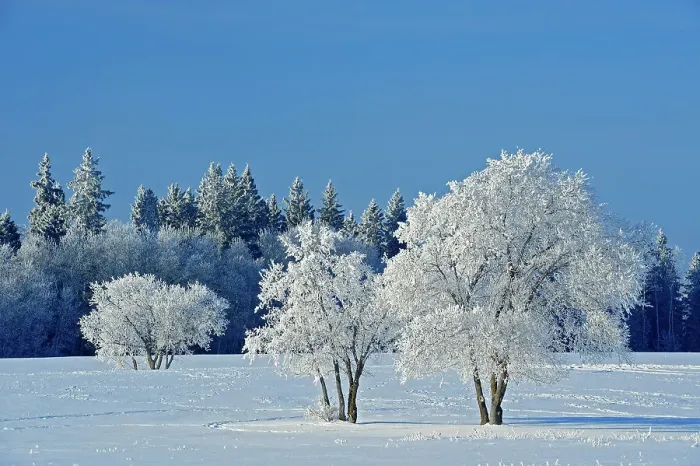 Framed Print : Hoarfrost covered trees Birds Hill Provincial Park, Manitoba, Canada Framed Print : Hoarfrost covered trees Birds Hill Provincial Park, Manitoba, Canada