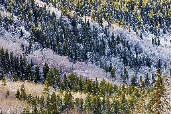 Hoarfrost on mountain slope. Mt. Robson Provincial Park
