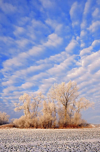 Hoarfrost on trees and farmer's field Starbuck Manitoba, Canada