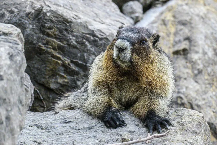 Framed Print : Hoary marmot (Marmota caligata), Jasper National Park, Alberta, Canada Framed Print : Hoary marmot (Marmota caligata), Jasper National Park, Alberta, Canada