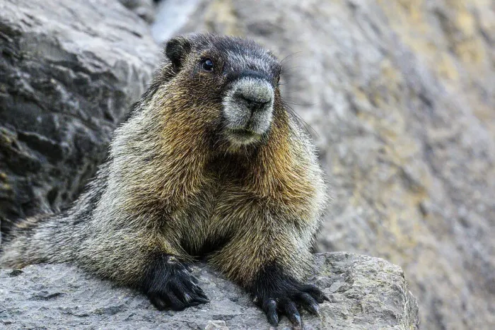 Framed Print : Hoary marmot (Marmota caligata), Jasper National Park, Alberta, Canada Framed Print : Hoary marmot (Marmota caligata), Jasper National Park, Alberta, Canada