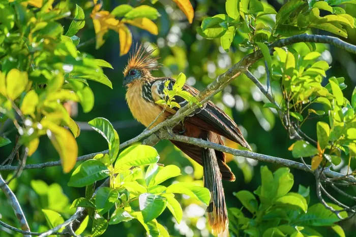 Framed Print : Hoatzin (Opisthocomus hoazin) perching on branch, Tambopata National Reserve, Puerto Maldonado, Tambopata Province, Madre de Dios, Peru Framed Print : Hoatzin (Opisthocomus hoazin) perching on branch, Tambopata National Reserve, Puerto Maldonado, Tambopata Province, Madre de Dios, Peru