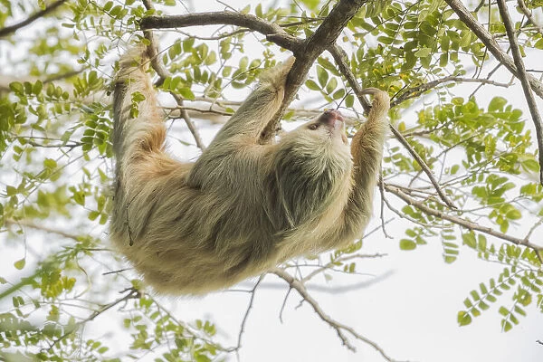 Hoffmanns two-toed sloth (Choloepus hoffmanni), Manuel Antonio National Park