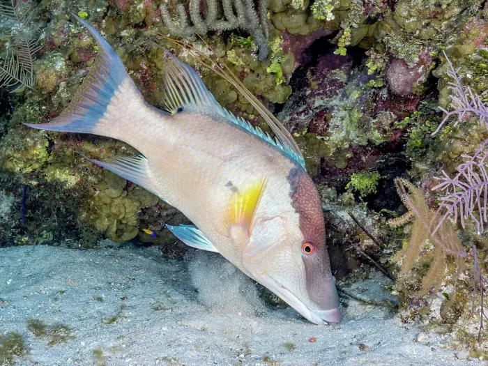 Framed Print : Hogfish (Lachnolaimus maximus), Grand Cayman, Cayman Islands, British West Indies Framed Print : Hogfish (Lachnolaimus maximus), Grand Cayman, Cayman Islands, British West Indies