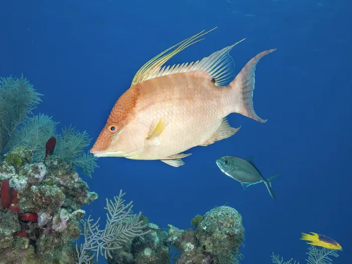 Framed Print : Hogfish (Lachnolaimus maximus) initial phase, Grand Cayman, Cayman Islands, British West Indies Framed Print : Hogfish (Lachnolaimus maximus) initial phase, Grand Cayman, Cayman Islands, British West Indies