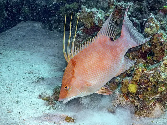 Framed Print : Hogfish (Lachnolaimus maximus) initial phase foraging on the seabed, Grand Cayman, Cayman Islands, British West Indies Framed Print : Hogfish (Lachnolaimus maximus) initial phase foraging on the seabed, Grand Cayman, Cayman Islands, British West Indies