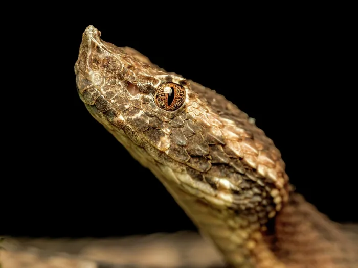 Framed Print : Hognose Pit Viper (Porthidium nasutum), Boca Tapada, Alajuela Province, Costa Rica Framed Print : Hognose Pit Viper (Porthidium nasutum), Boca Tapada, Alajuela Province, Costa Rica