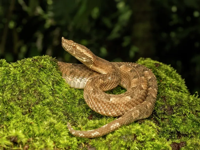 Framed Print : Hognose Pit Viper (Porthidium nasutum), Boca Tapada, Alajuela Province, Costa Rica Framed Print : Hognose Pit Viper (Porthidium nasutum), Boca Tapada, Alajuela Province, Costa Rica