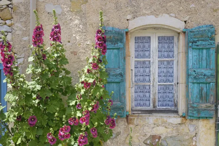 Framed Print : Hollyhocks beside window in hilltop village of La Rochegiron, Provence, Provence-Alpes-Cote d Azur, Alpes de Haute Provence, France