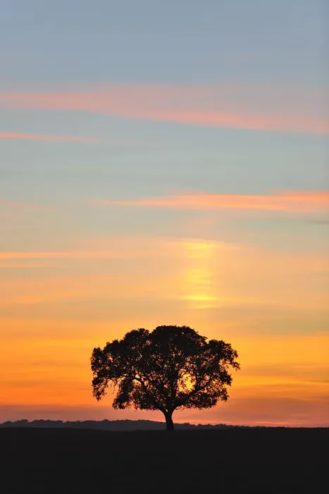 Framed Print : Holm oak in Alentejo, Portugal Framed Print : Holm oak in Alentejo, Portugal